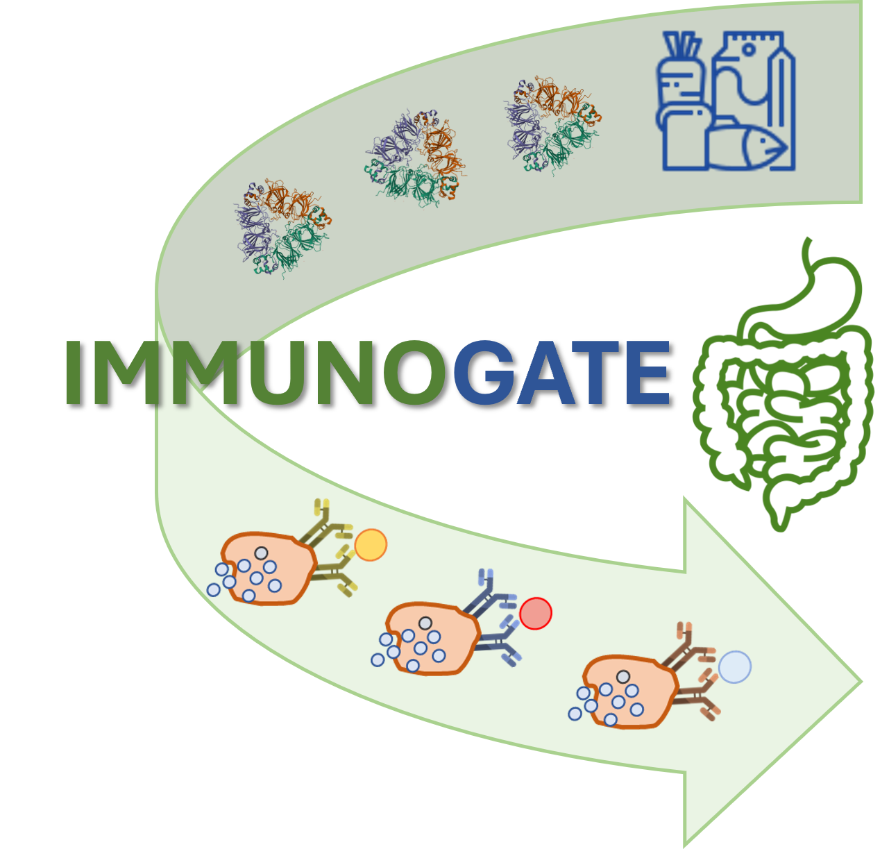 IMMUNOmodulation of allergenic Gut barrier to exploit the interactions of food processing, digestibility, Absorption, and Transport phEnomena towards protein allergenicity mitigation